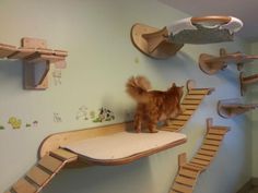 cat wall jungle gym